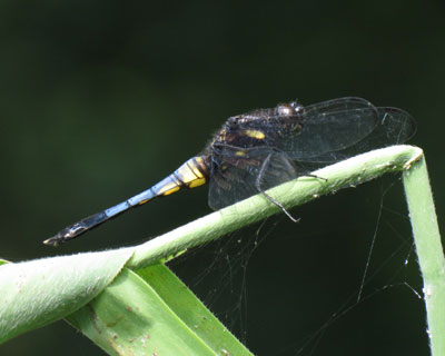 �ϐF���̃I�I�V�I�J���g���{