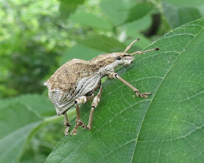 �V���R�u�]�E���V��