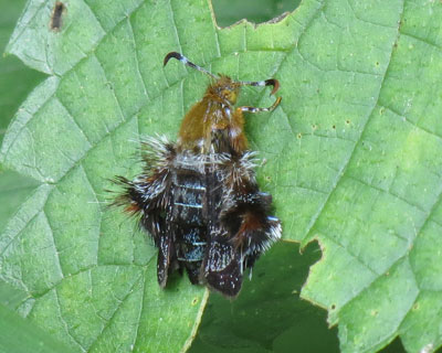 ���������̃I�I�����u�g�X�J�V�o