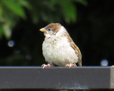 ���q�����H