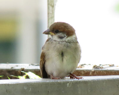 �����ɗ���q