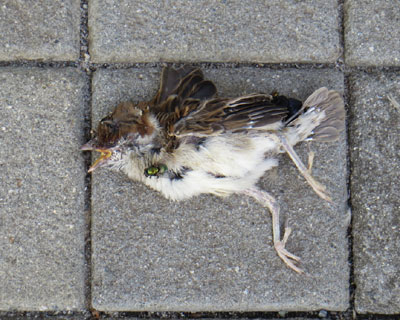 ���킢�����Ȏq�X�Y��