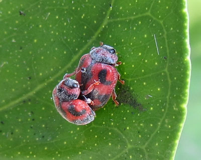 �x�_���A�e���g�E