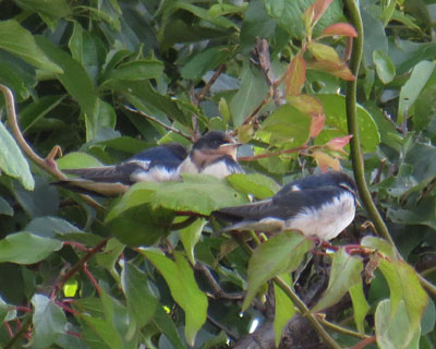 �c�o���̎q��������