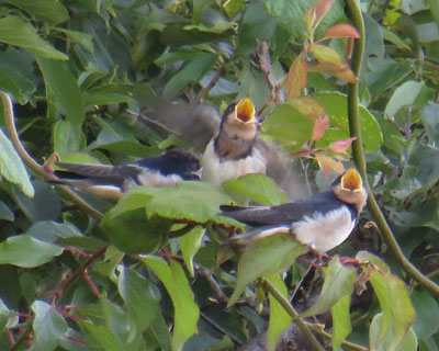 �����f�J��