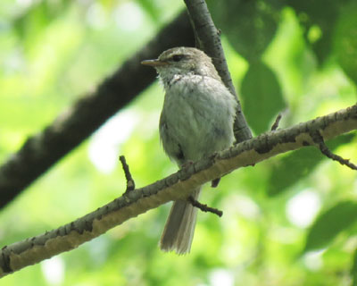 �Ă͌��C�ȃE�O�C�X