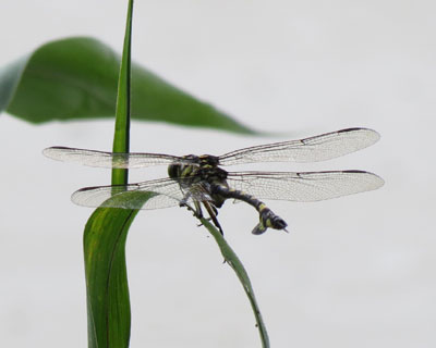 ���񂺂�U������Ȃ��E�`�������}