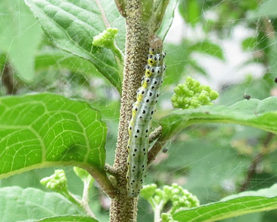 �����T�L�V�L�u�̃��X�W�m���C�K