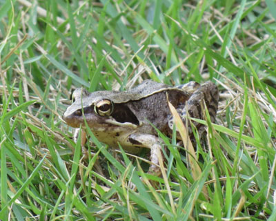 �Ő��ł̂�т�A�J�K�G��