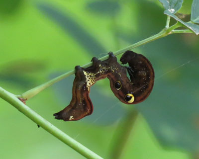 �����߃A�P�r�R�m�n