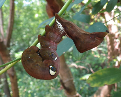 ����A�P�r�R�m�n