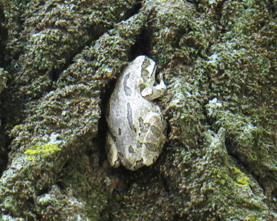 ������Ƃ͂��܂�A�}�K�G��