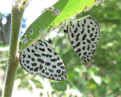 �W�܂�S�C�V�V�W�~