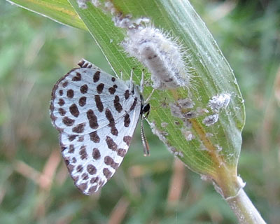 �c���͂��킢�����Ȃ�