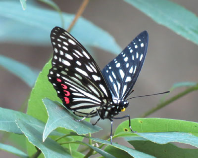 �₯�ɏo��A�J�{�V�S�}�_��