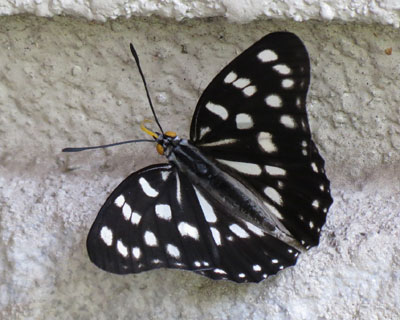 ���Ə��Ȃ��S�}�_���`���E