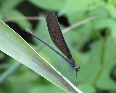 �����Ί�̃n�O���g���{