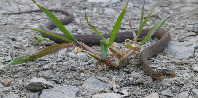 �L�O�̏��q�o�J��