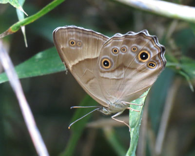 �s���g�������ɂ����q�J�Q�`���E