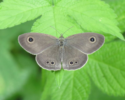 �W�{�̂悤�ȃq���E���i�~�W���m��