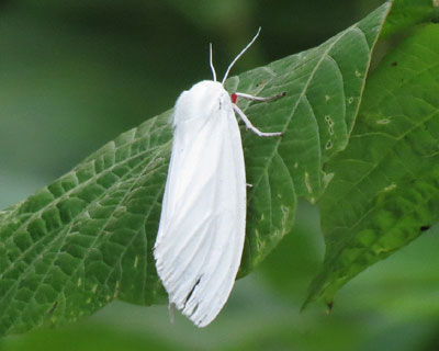 �ƂĂ����ꂢ�ȃV���q�g��