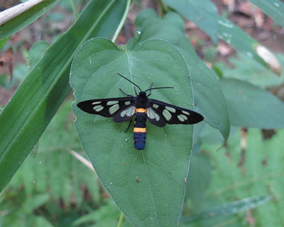 �������t���ς̏�ɂ���J�m�R�K