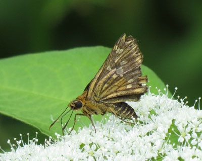 �R�`���o�l�Z�Z��