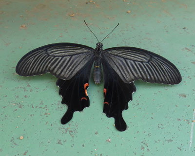 �����ň�����N���A�Q�n