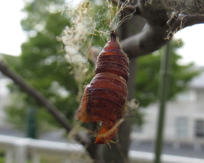 �}�C�}�C�K�̔����k�H