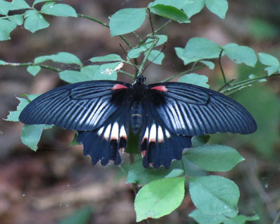 �Â���D���̃i�K�T�L�A�Q�n