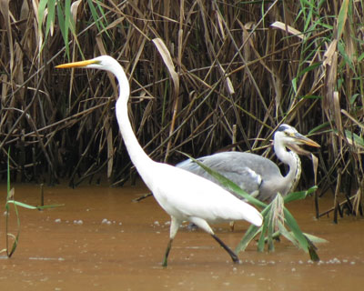 �_�C�T�M�����߂����A�I�T�M