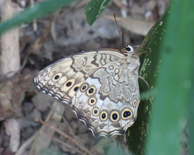 �n���������ǂ��킢���T�g�L�}�_���q�J�Q