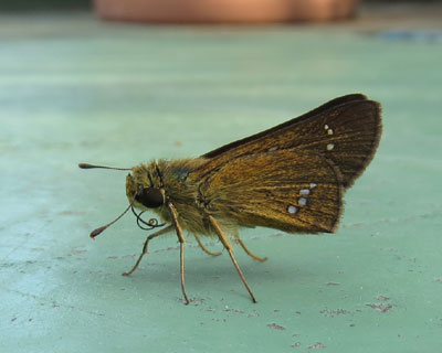 ����Ă�ۂ��C�`�����W�Z�Z��