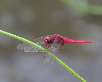 ���K�������ĂȂ��V���E�W���E�g���{