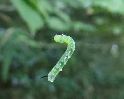 ���𓥂݊O�����X�Y���K�炵���c��