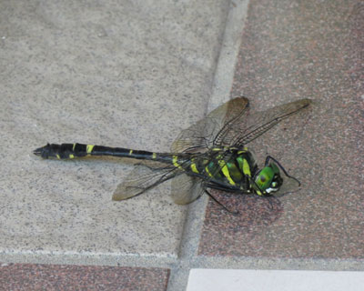 �K���X�ɓːi���ė������I�I���}�g���{