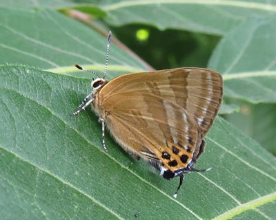 ���΂���D���g���t�V�W�~