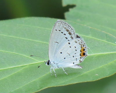 �������킢���c�o���V�W�~