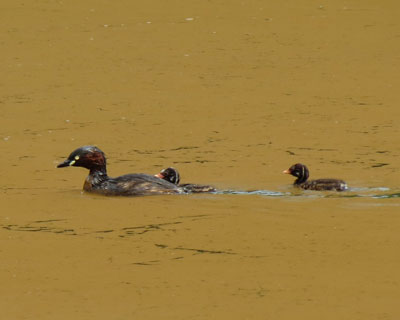 �J�C�c�u�����