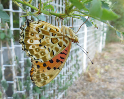 ������D���c�}�O���q���E����