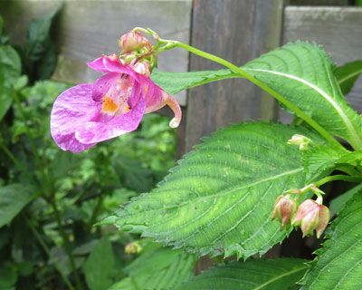 ���^���Z�c���t�l�\�E�炵��