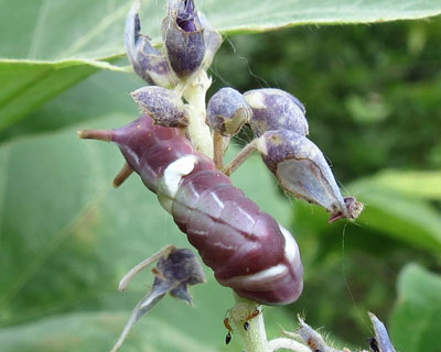 �F�����ꂢ�ȃE���M���c��