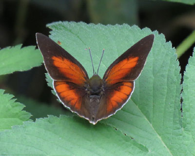 �E���M���̕�