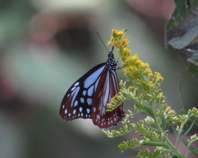 ���N�Ԃ肩�̃A�T�M�}�_��