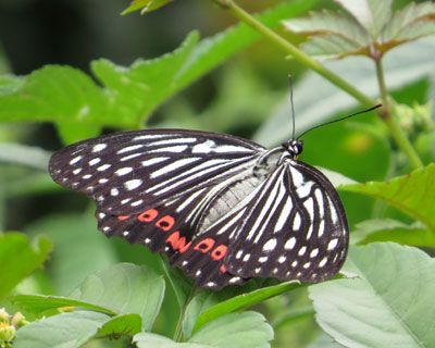 ���N�͂����ς������A�J�{�V�S�}�_��