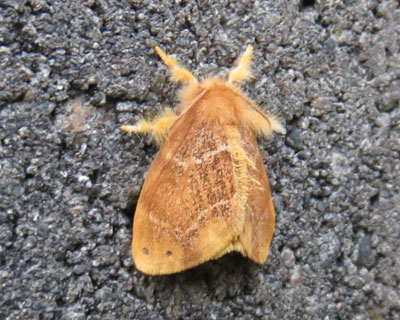 �`���h�N�K�炵��