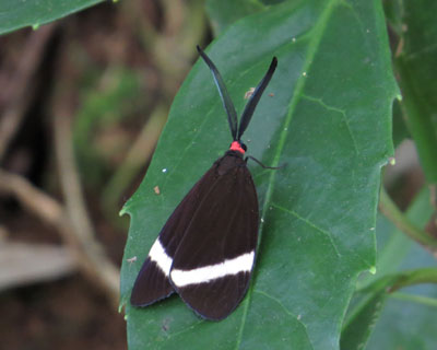 �ւ��ւ���ԃz�^���K