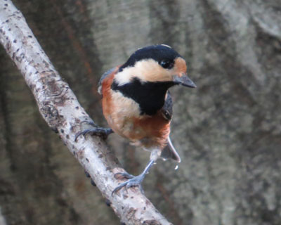 �����Ȃ����ǎ~�܂�Ȃ����}�K��