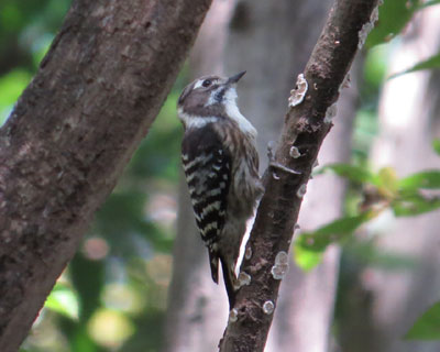 �R�Q���͓���������