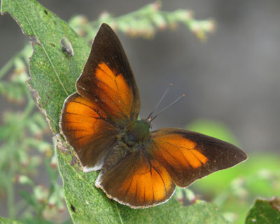 �E���M���V�W�~��